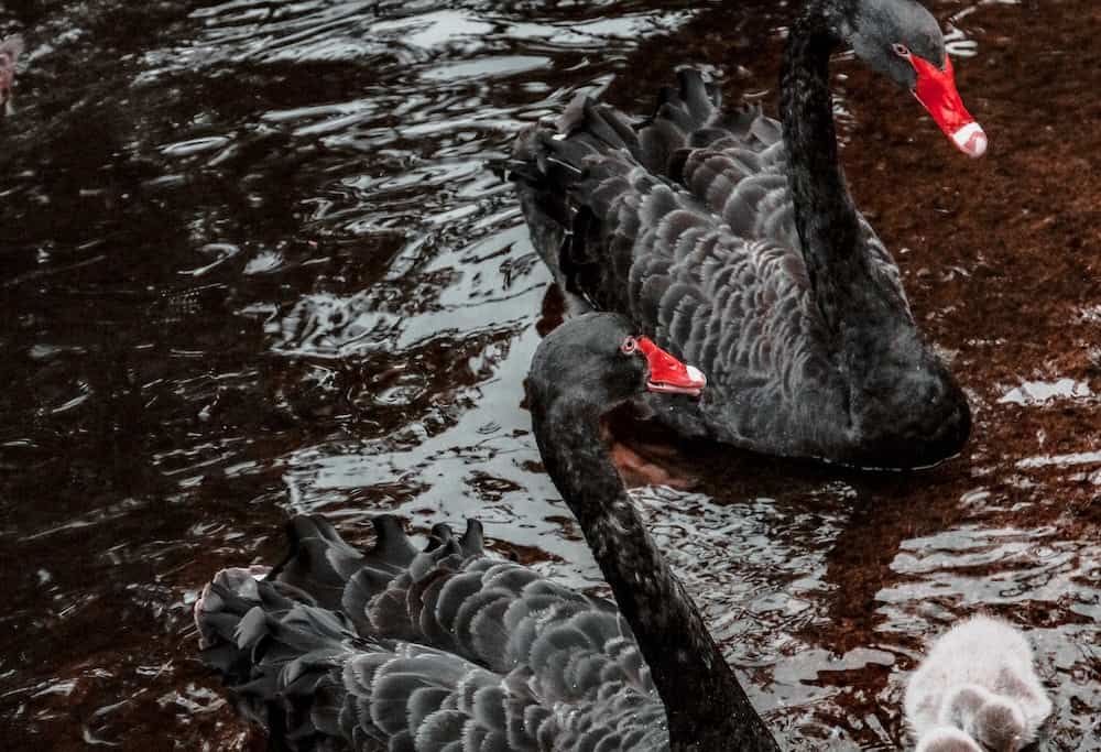 Swans in lake