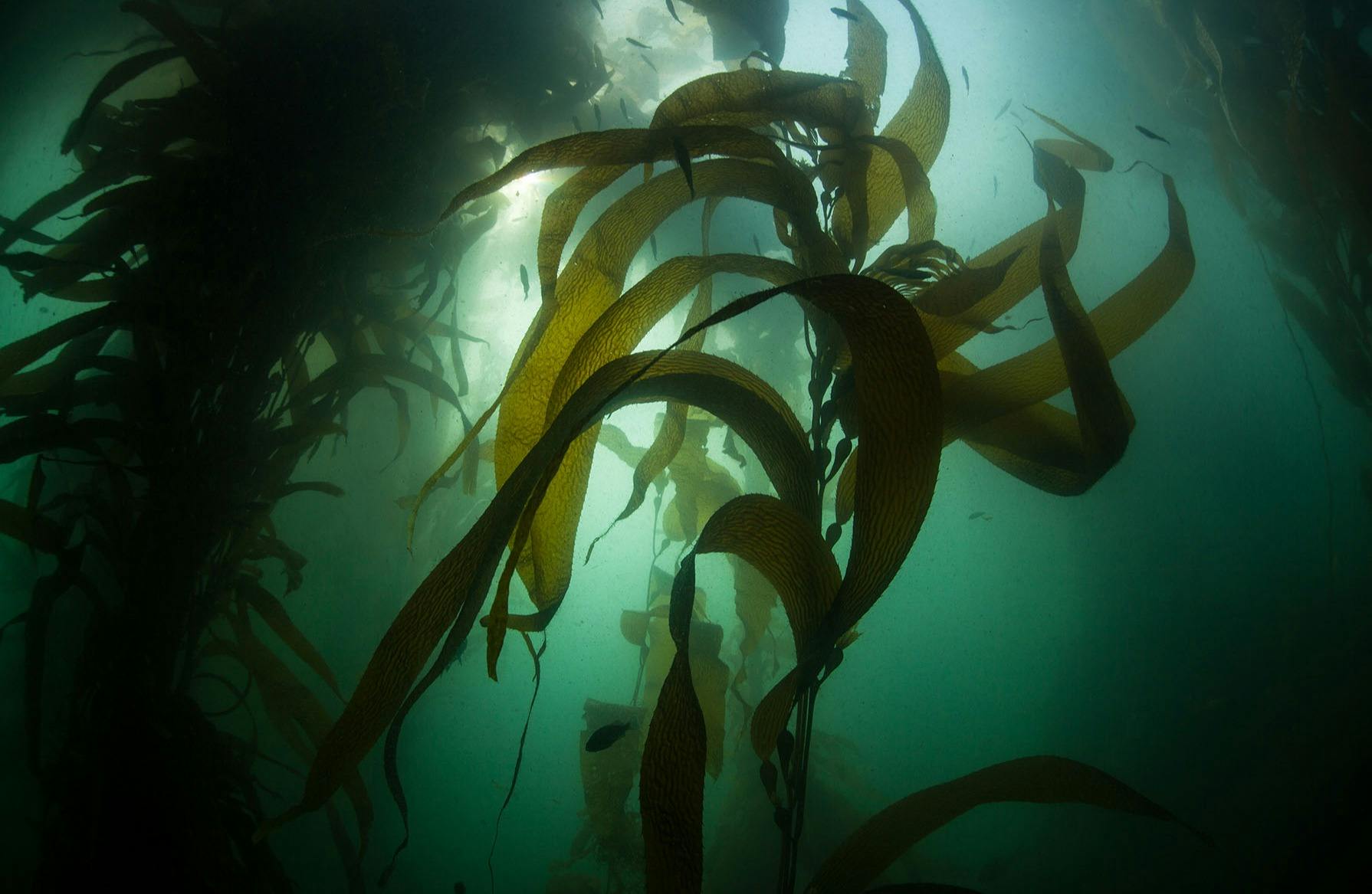 An image of Kelp restoration Sussex, England