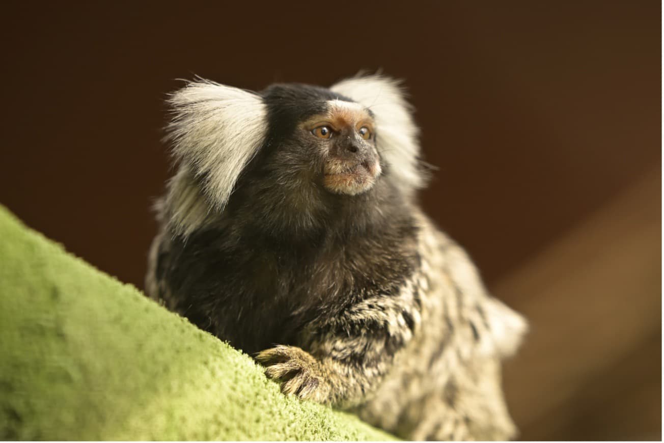 An image of Wildlife Rescue- Spain