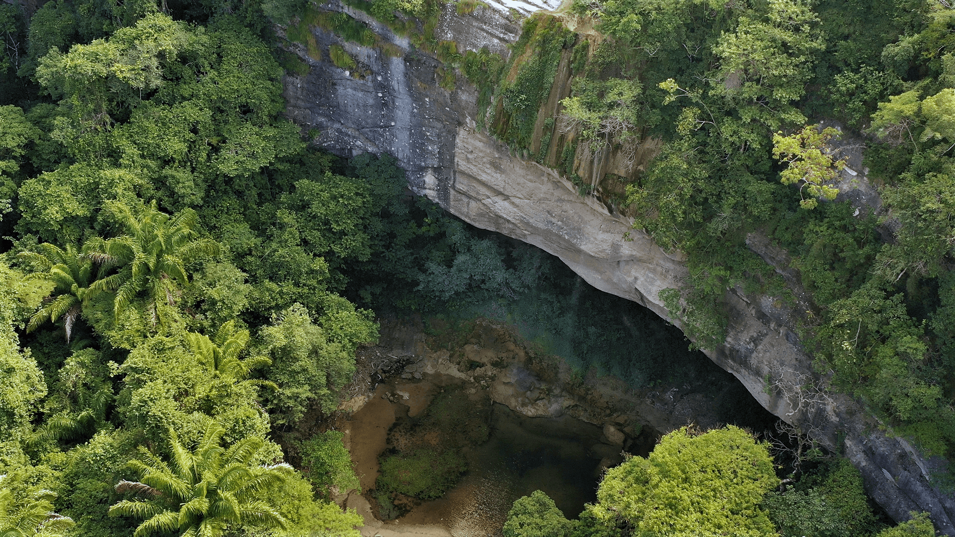 An image of Forest conservation