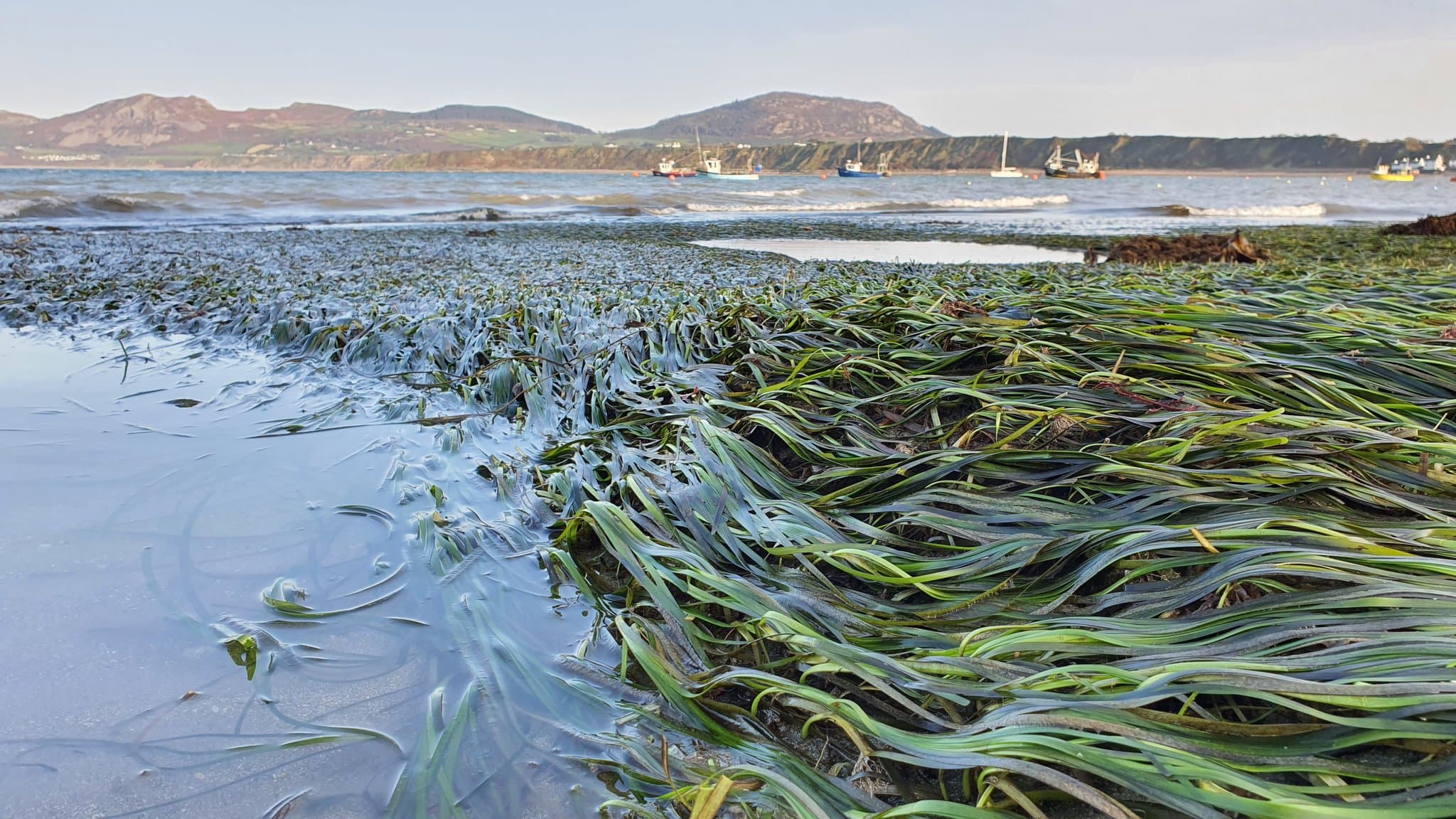 An image of Seagrass conservation