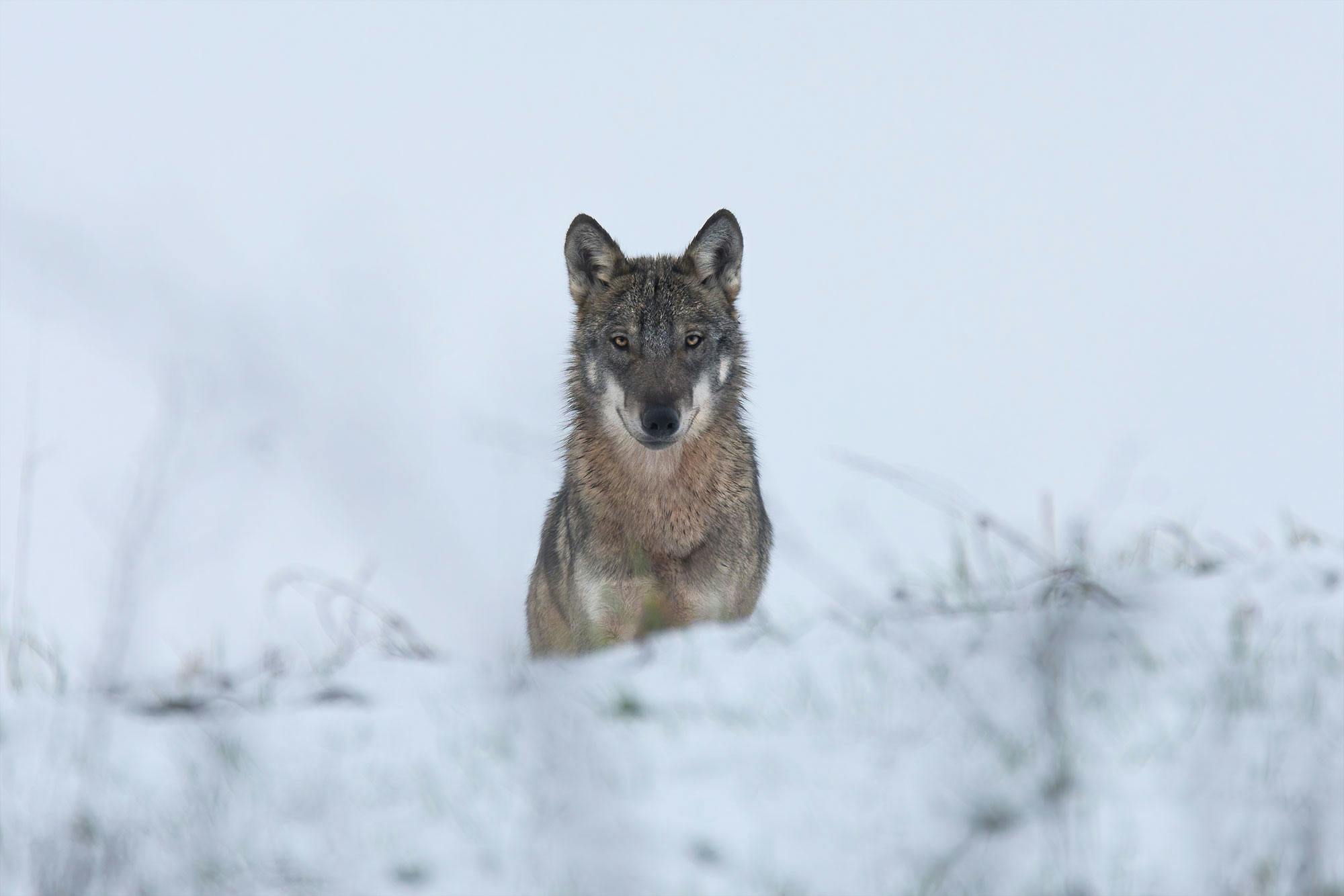 An image of Wolf Protection - I Am Not Afraid of the Wolf