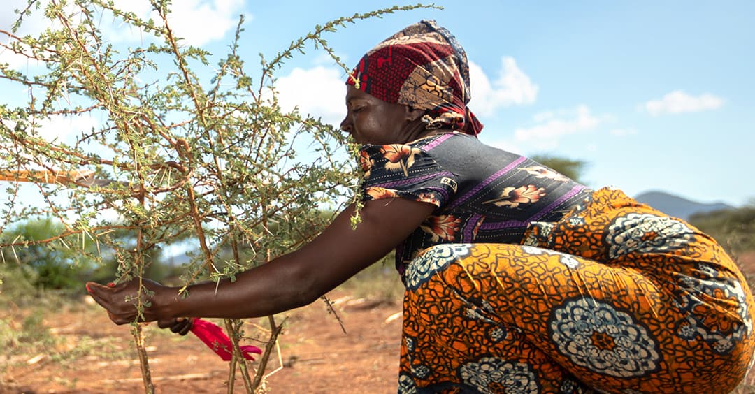 An image of Regreening - farmer managed natural regeneration (FMNR)