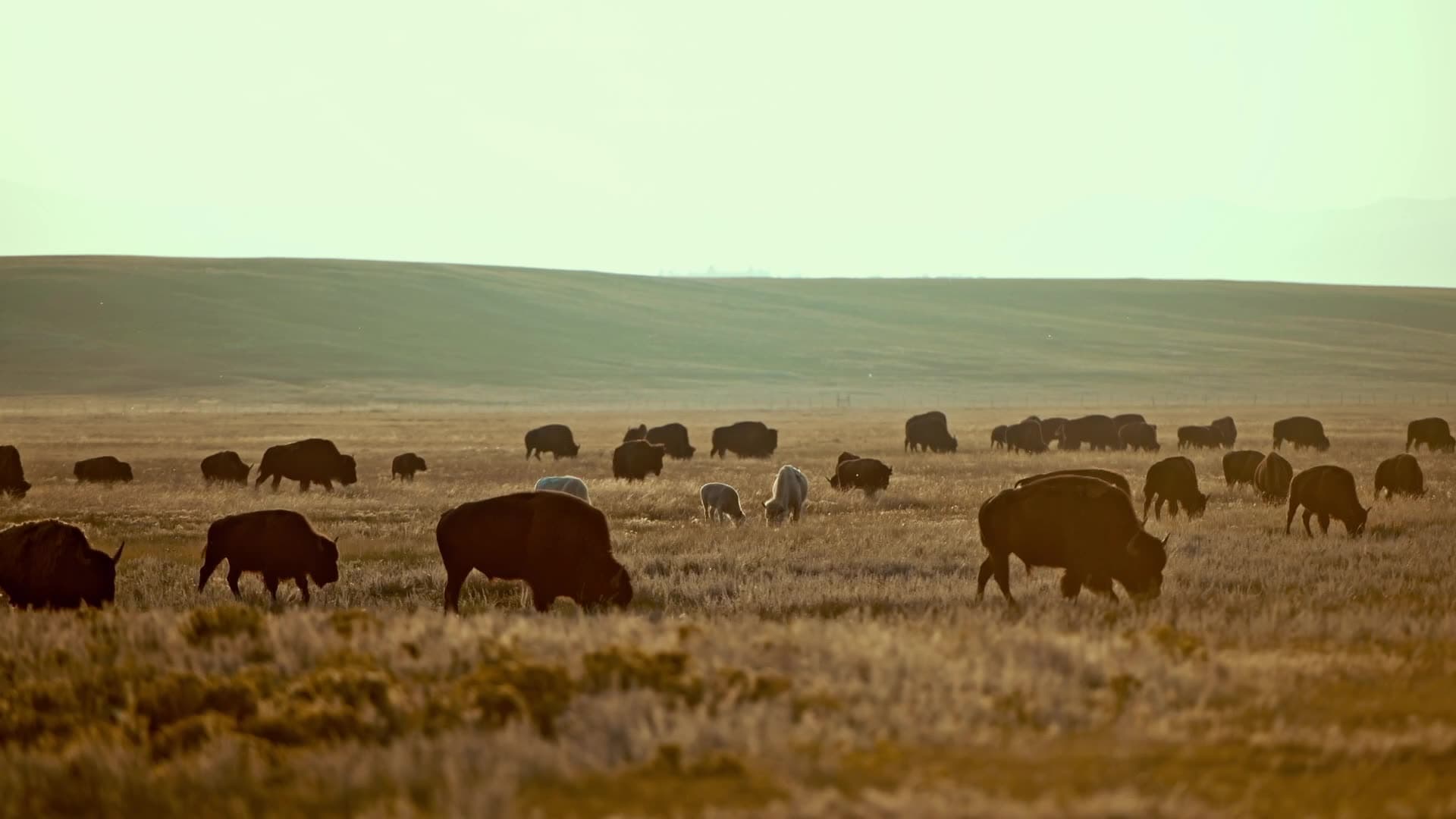 An image of Restoring the American Prairie