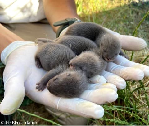 An image of Mink Protection Spain
