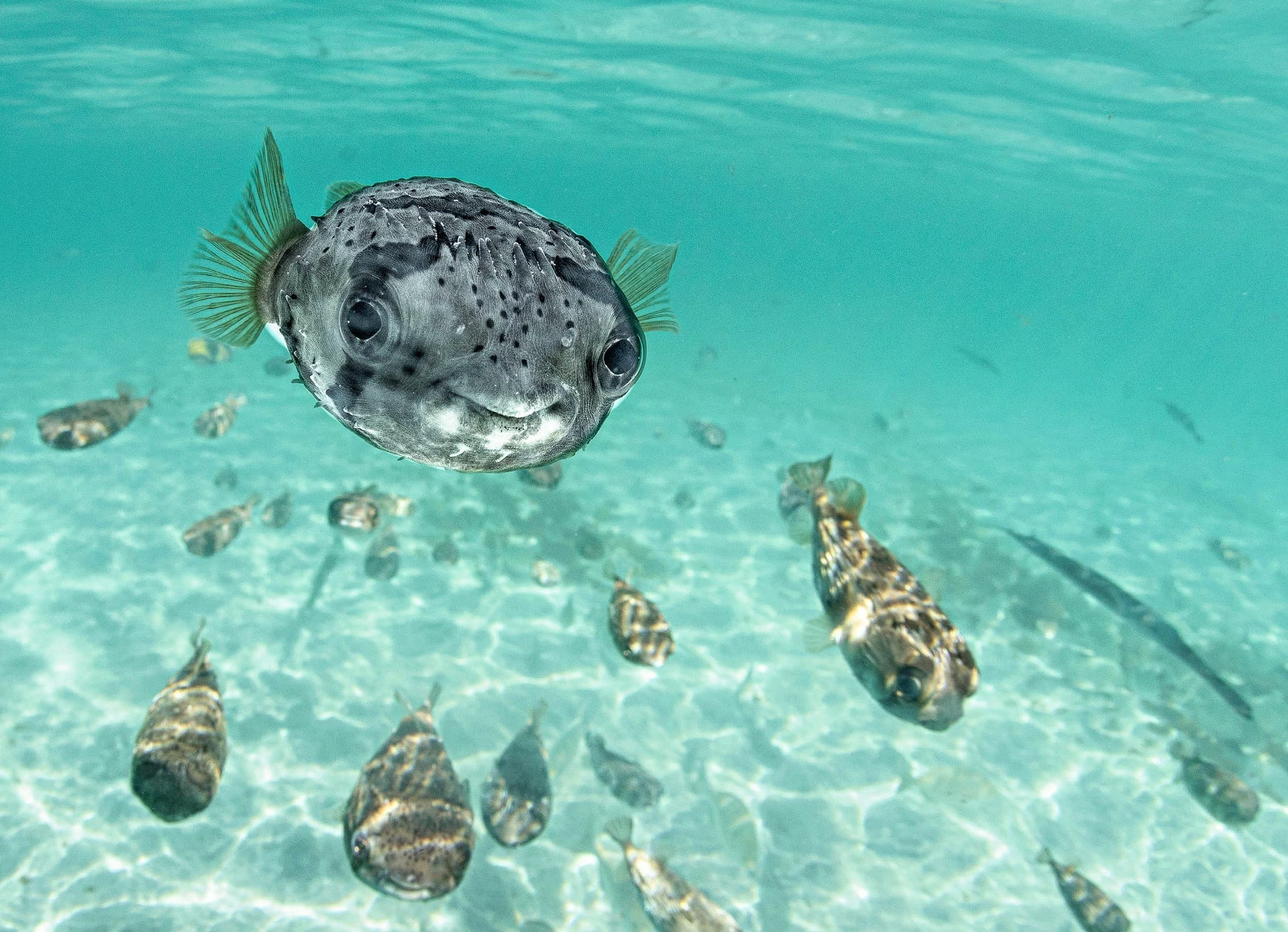 An image of Blue Marine Foundation