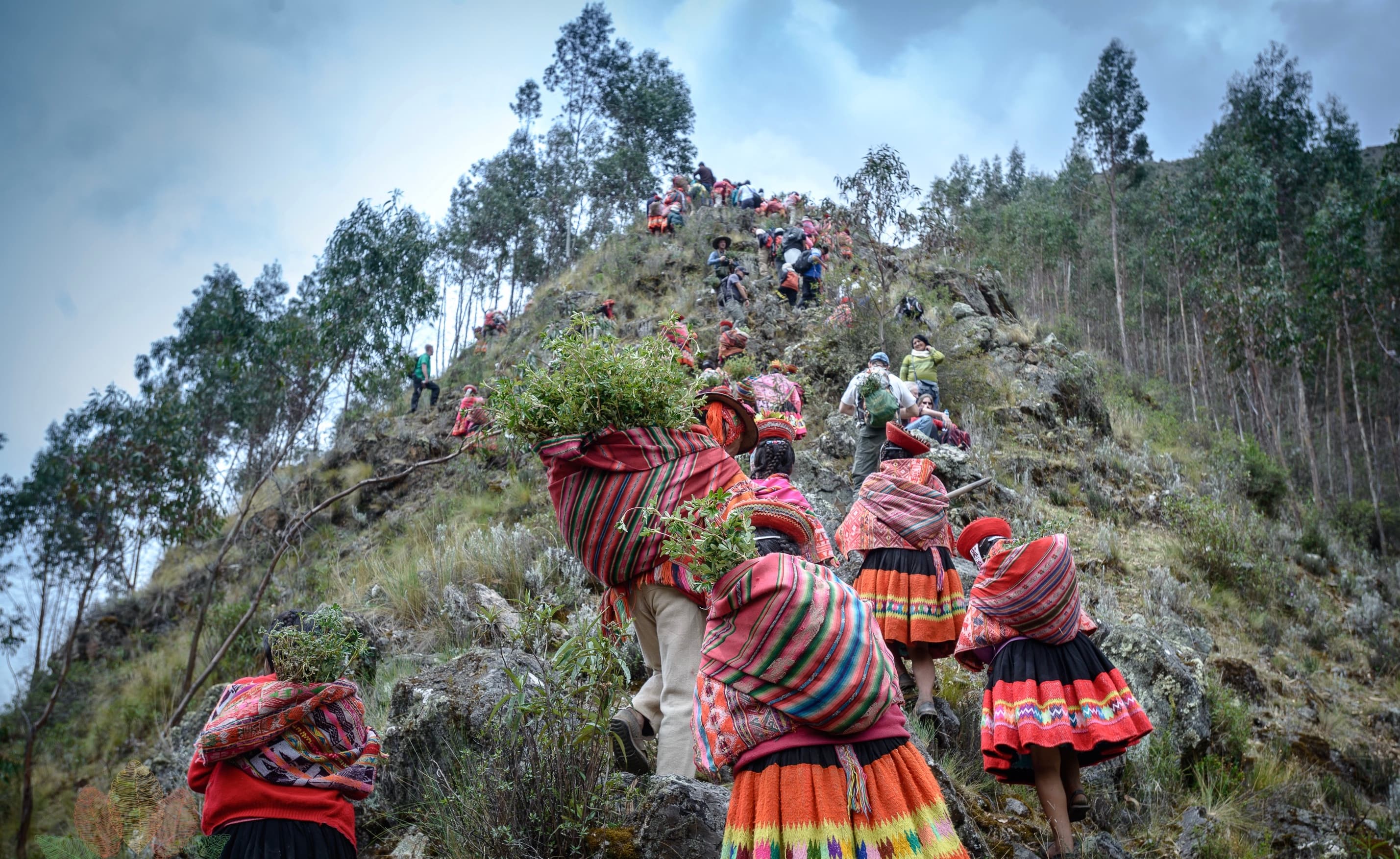 An image of Forest Restoration - Andes