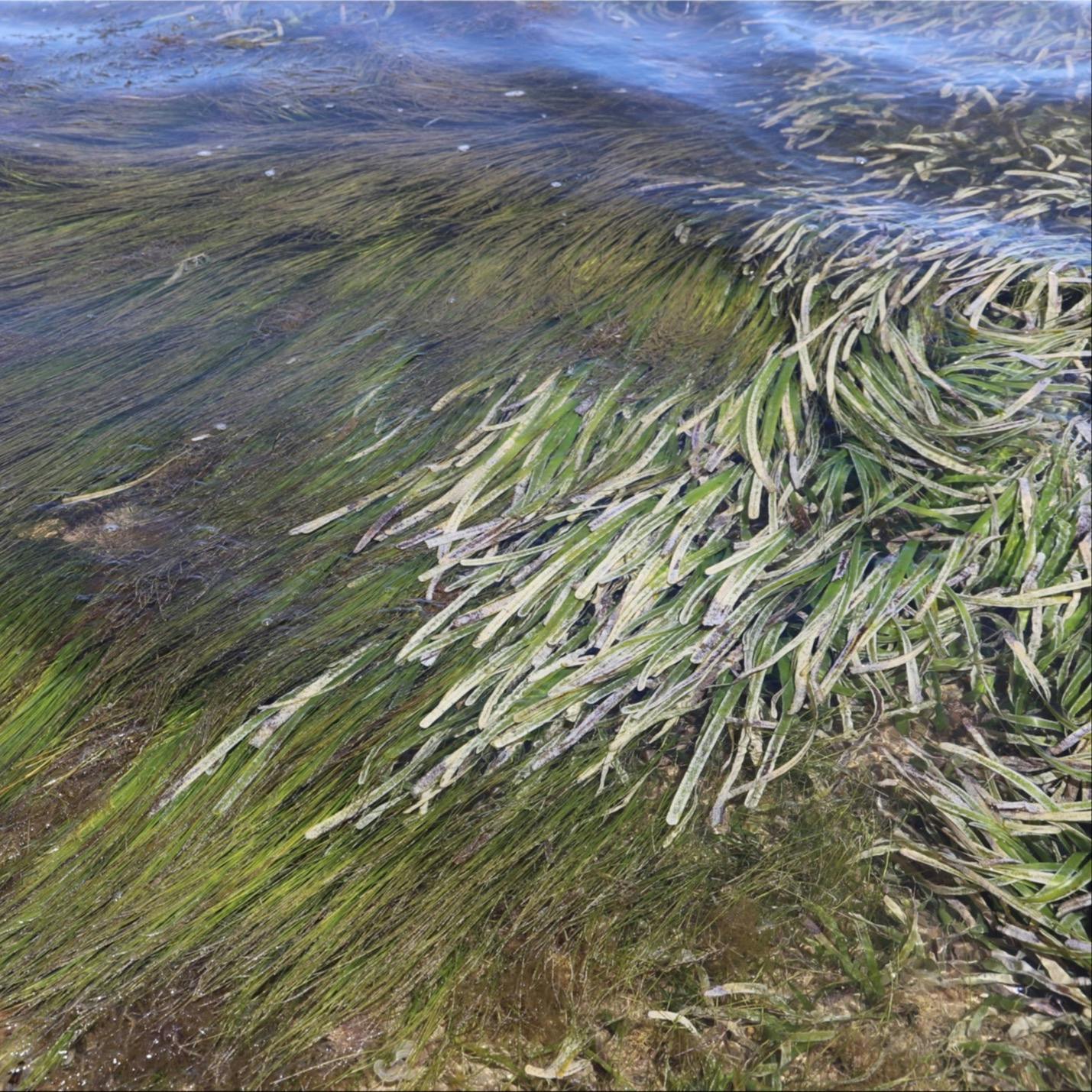 Seagrass - miracle carbon sequestration 