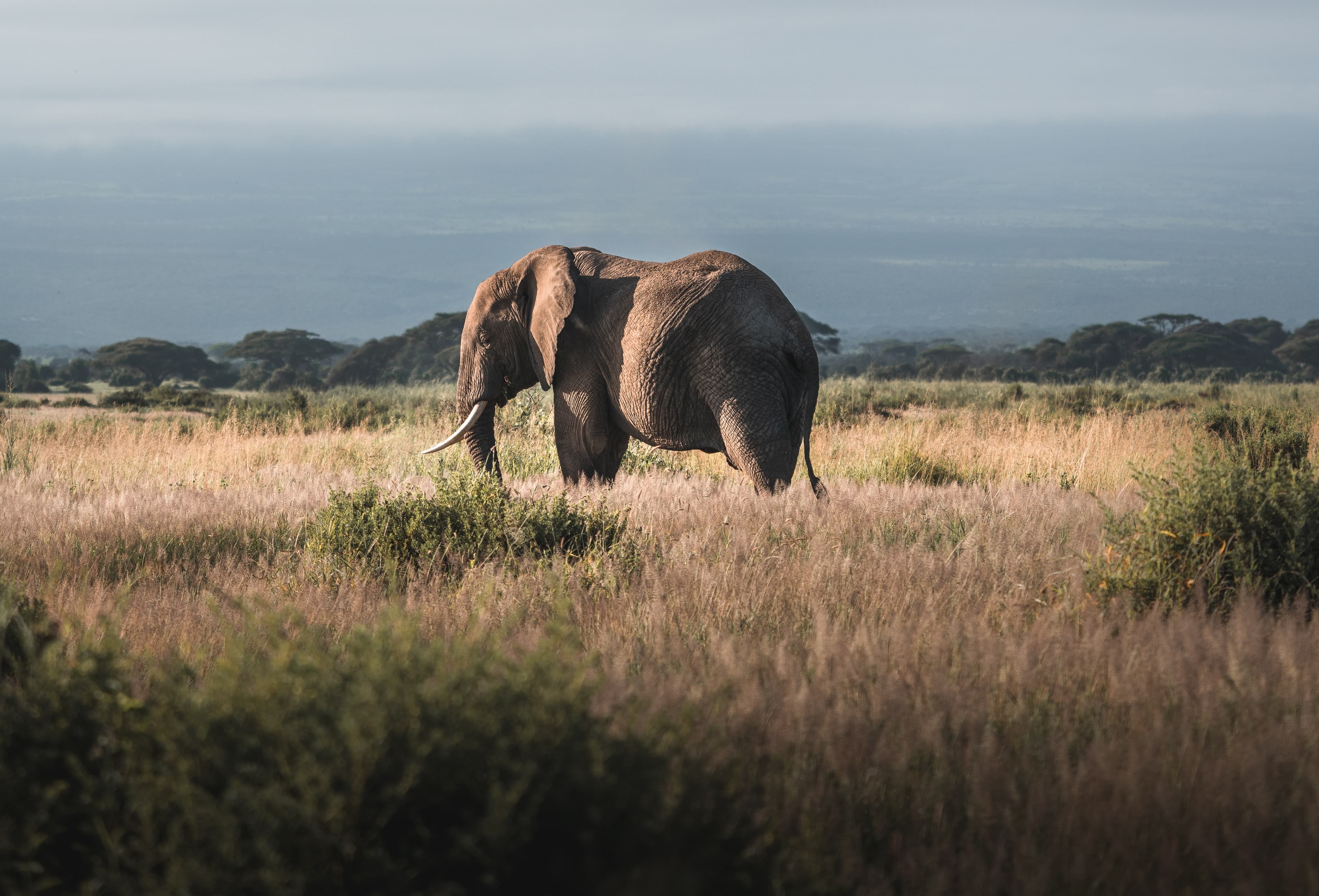 An image of Combat Elephant Poaching in Africa