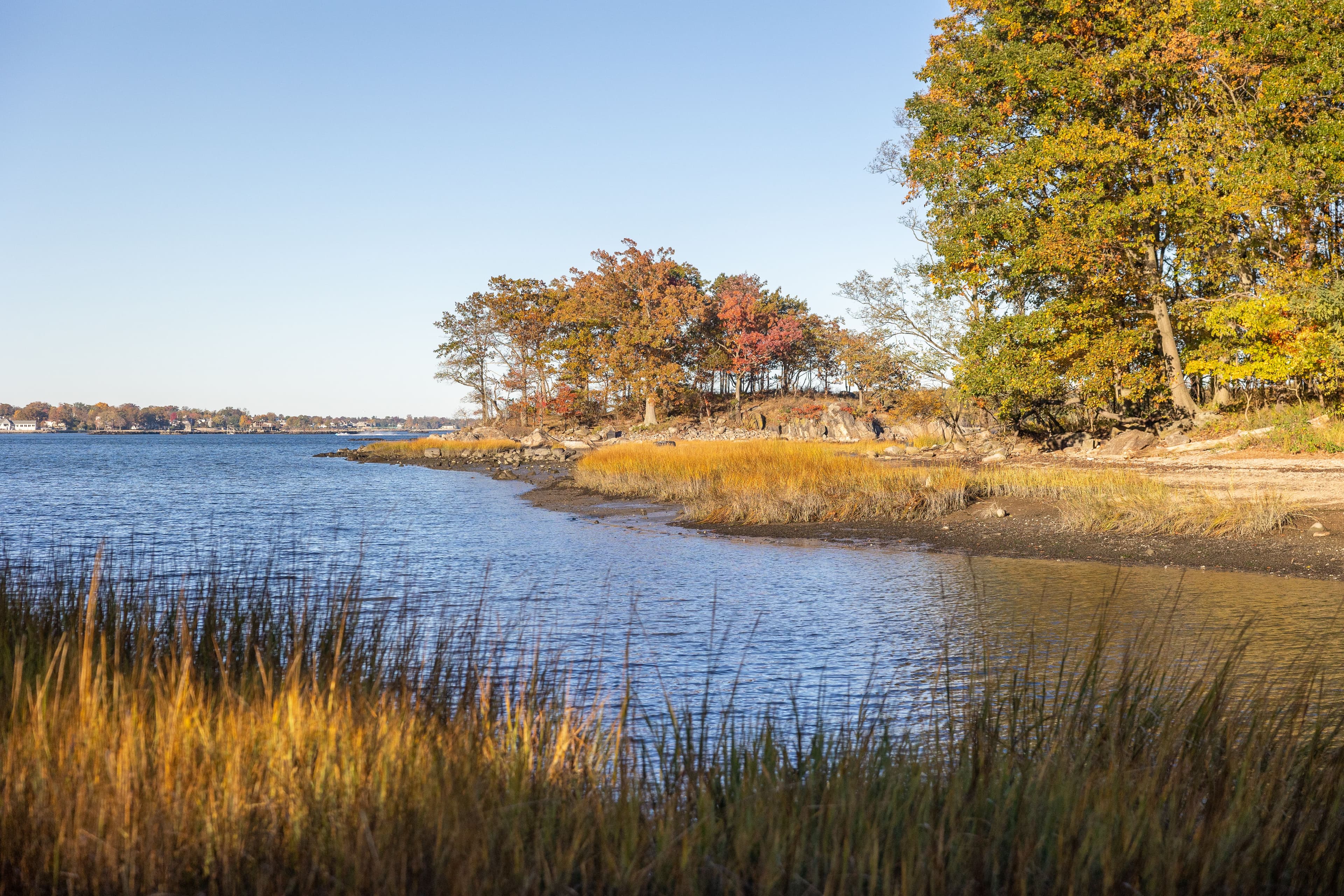 An image of Wetland and Forest Conservation New York City