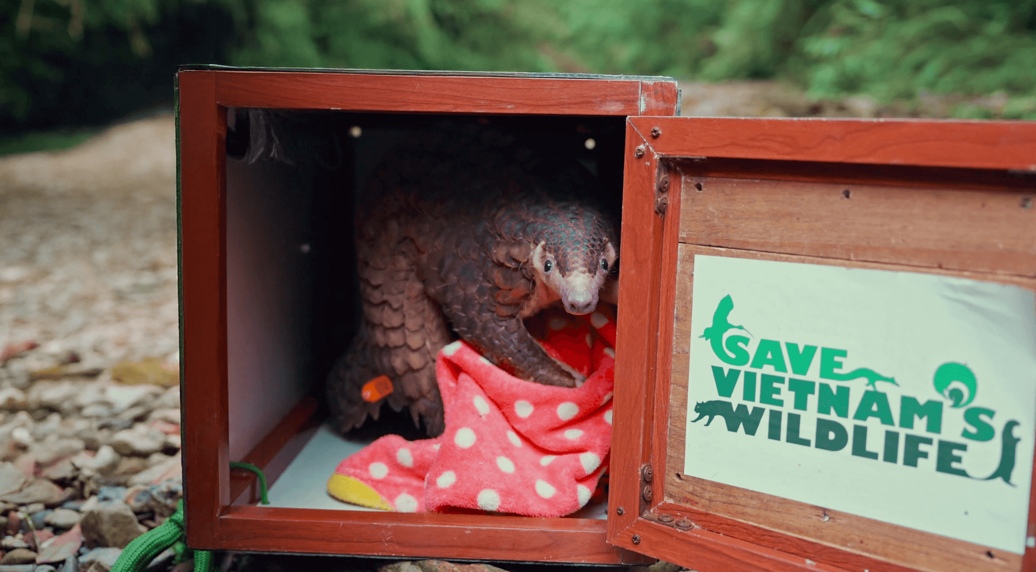 An image of Saving the Pangolin