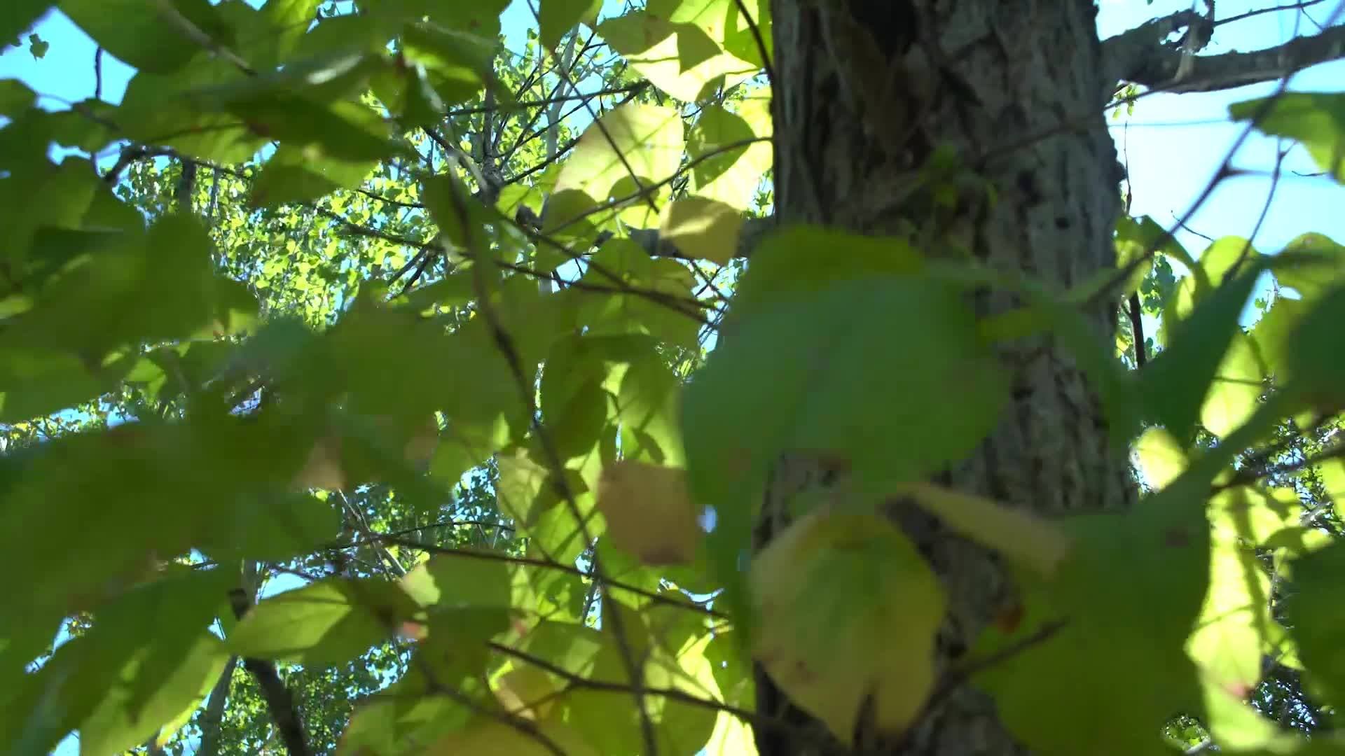 An image of GreenTrees ACRE Reforestation - North America