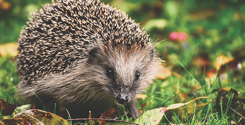 An image of Hedgehogs and native habitats protection