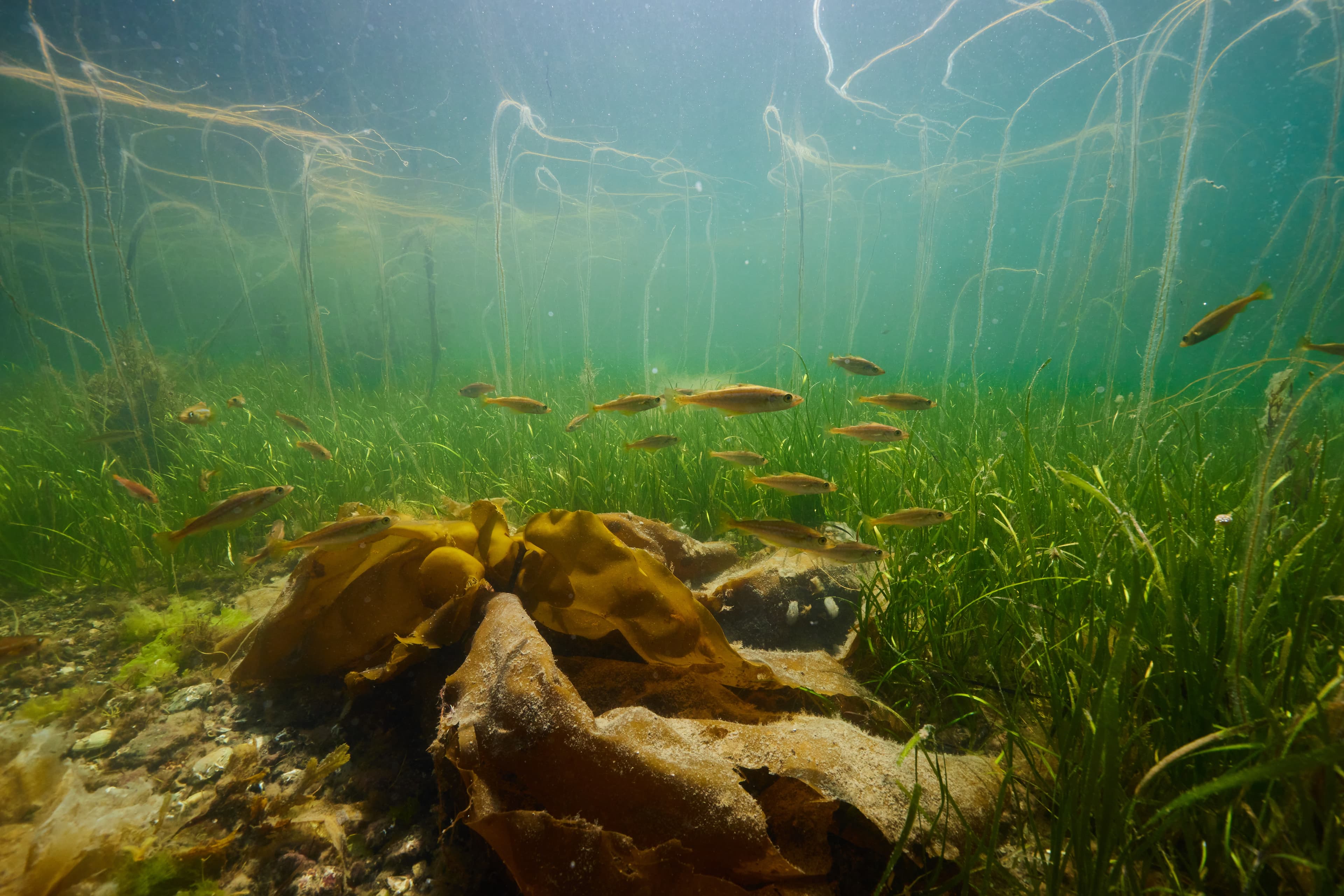 An image of Oyster & seagrass restoration