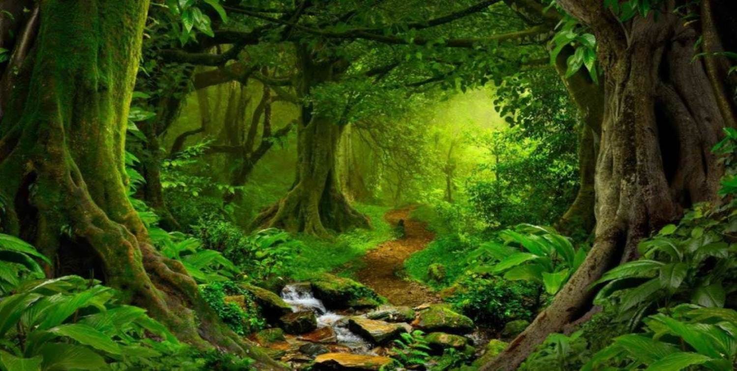 A beautiful, inspiring rainforest scene