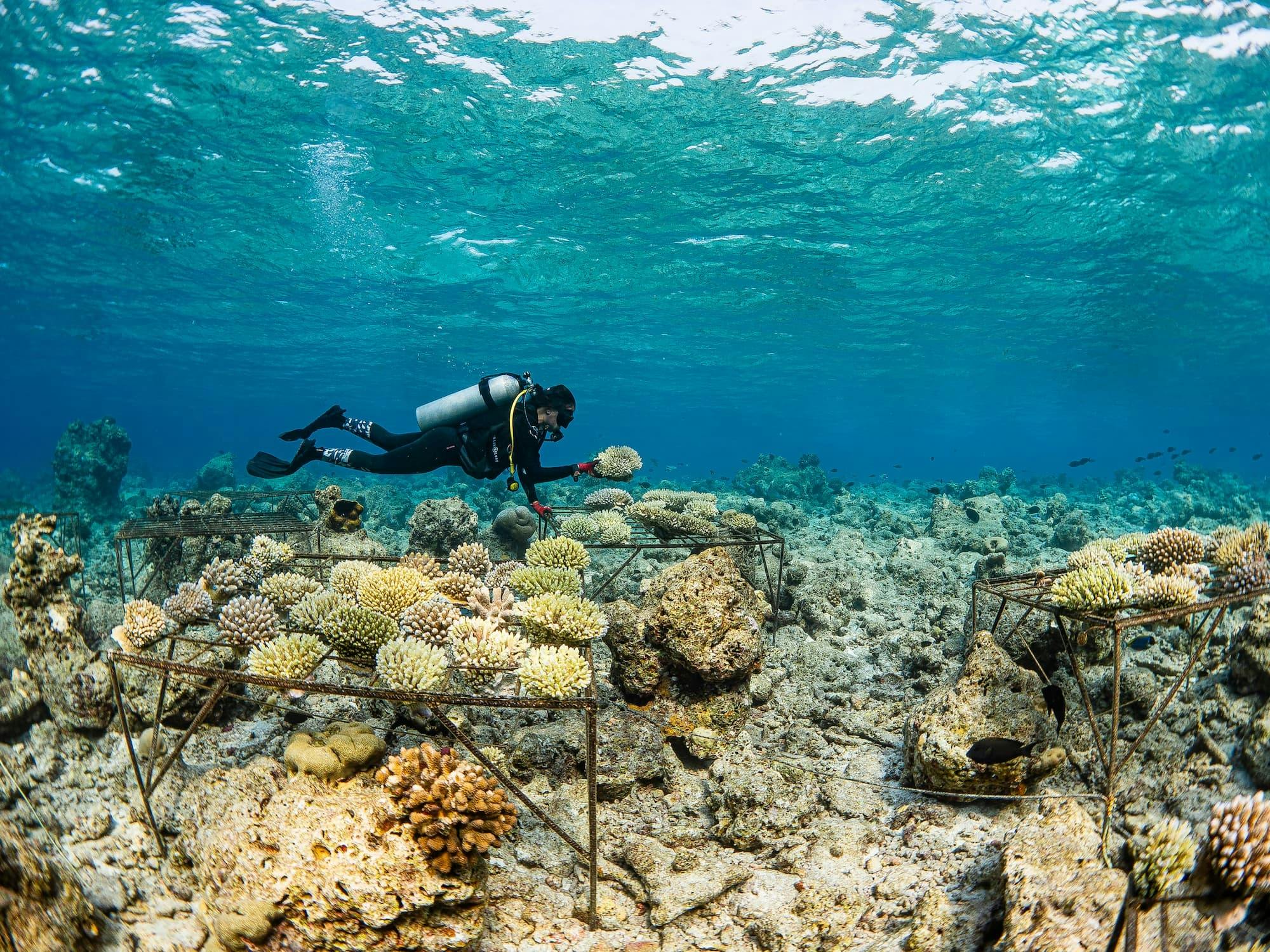 An image of Coral Restoration - Malaysia 