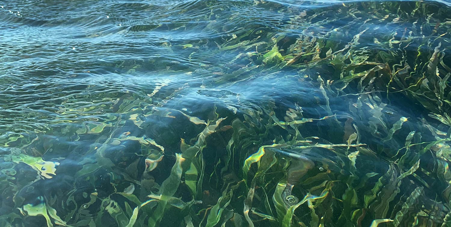 An image of Seagrass and mangrove restoration Puerto Rico